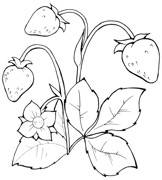 Земляника раскраска