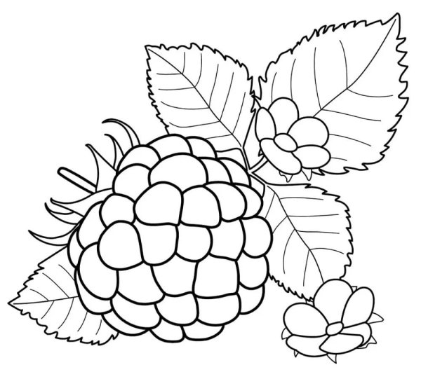 Ягода малина разукрашка