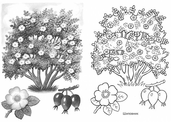 Шиповник кустарник рисунок
