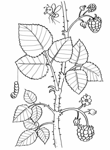 Куст малины раскраска для детей