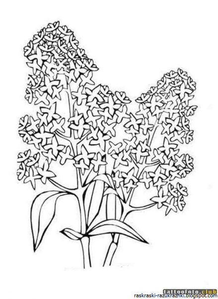Сирень раскраска