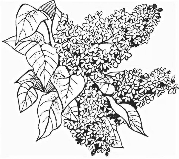 Картинкраскраски куст сирени