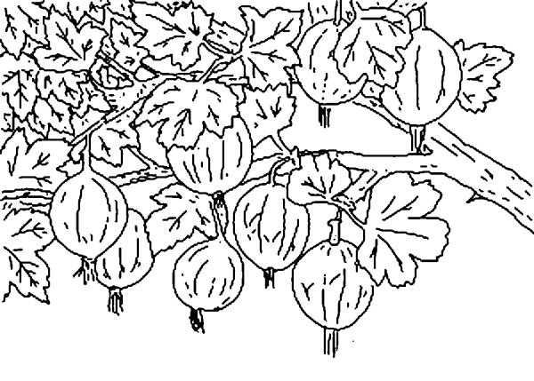 Раскраска ягоды крыжовник