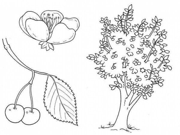Раскраска деревья и кустарники для детей
