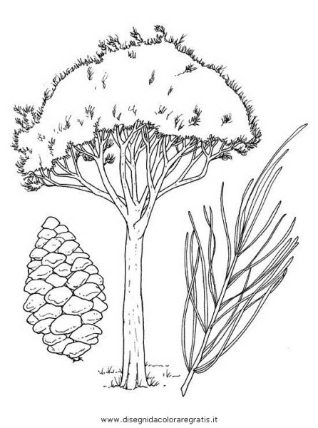 Раскраска кустарники для детей