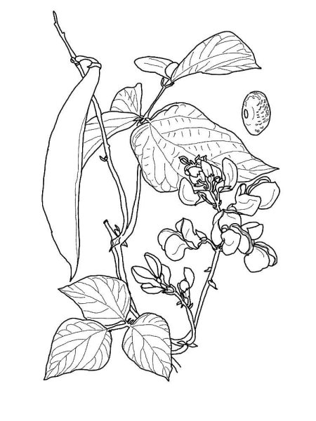 Фасоль раскраска для детей