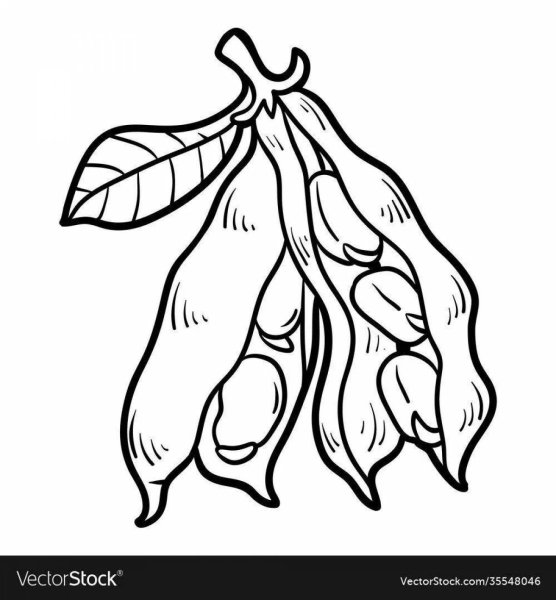 Фасоль раскраска для детей