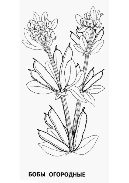 Бобовые раскраска