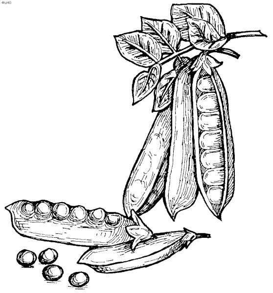 Горох рисунок