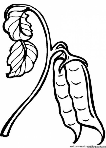 Фасоль раскраска