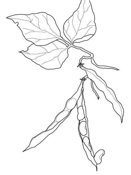 Фасоль раскраска для детей