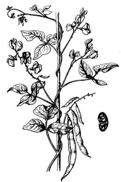 Дремоносные Бобы