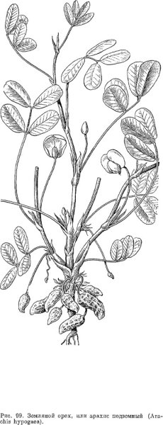 Арахис семейство