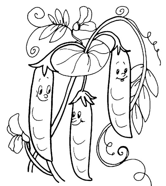 Горох картинка для детей раскраска