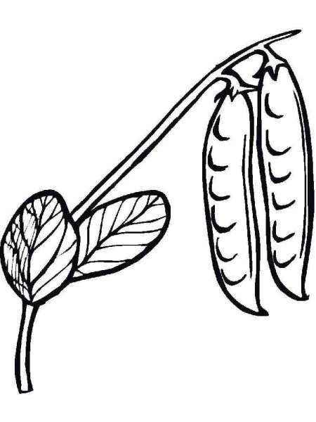 Горох раскраска