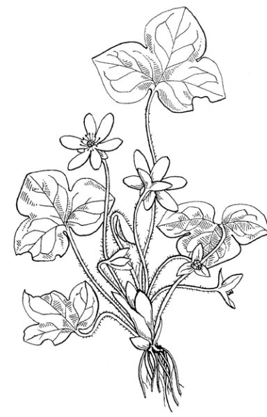 Растение печеночница благородная раскраска