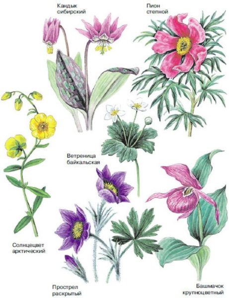 Растения из красной книги