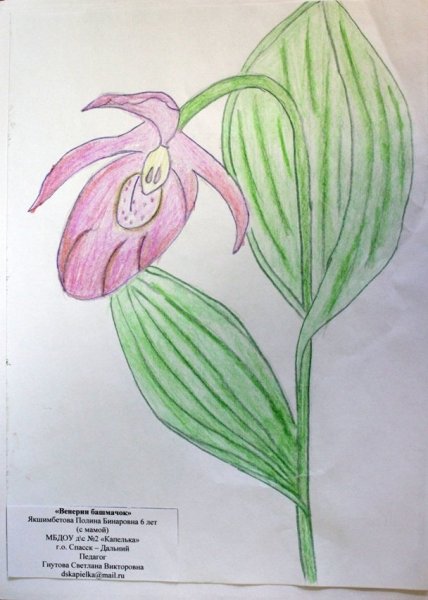 Венерин башмачок рисунок