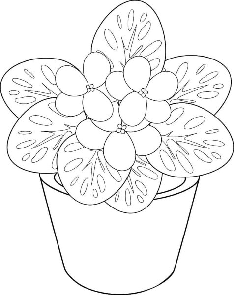 Узамбарская фиалка раскраска