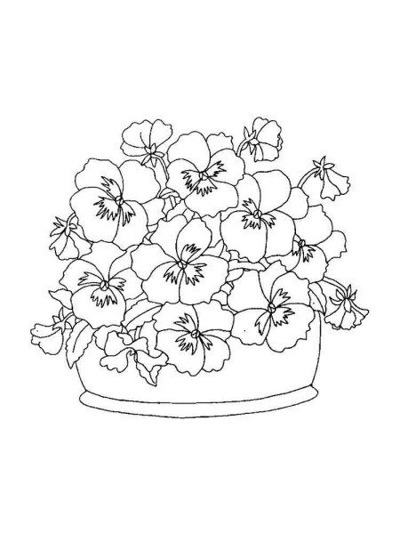 Анютины глазки