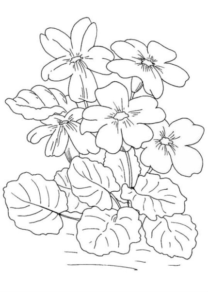 Печеночница благородная раскраска