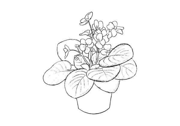 Фиалка узамбарская рисунок