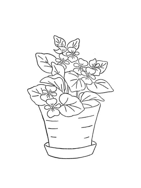 Комнатные цветы бальзамин раскраска