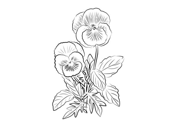 Раскраски Анютины глазки цветы