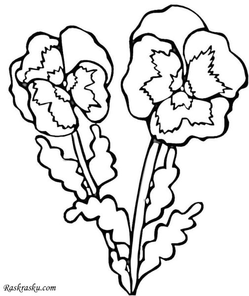 Узамбарская фиалка раскраска