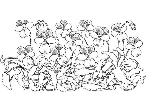 Сенполия раскраска