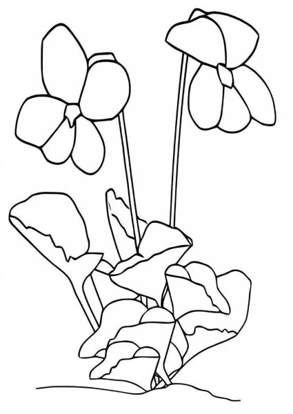 Узамбарская фиалка раскраска