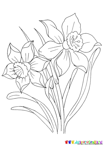 Нарцисс раскраска