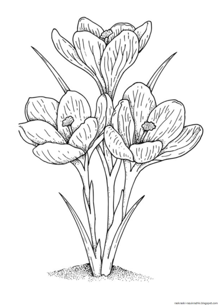 Первоцветы раскраска