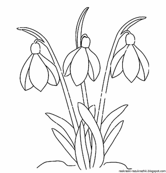 Подснежники раскраска для детей