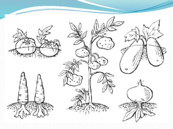 Грядка раскраска для детей