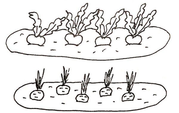 Грядка раскраска