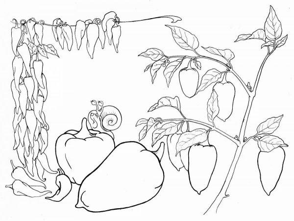 Перец раскраска