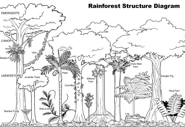 Ярусы тропического леса схема