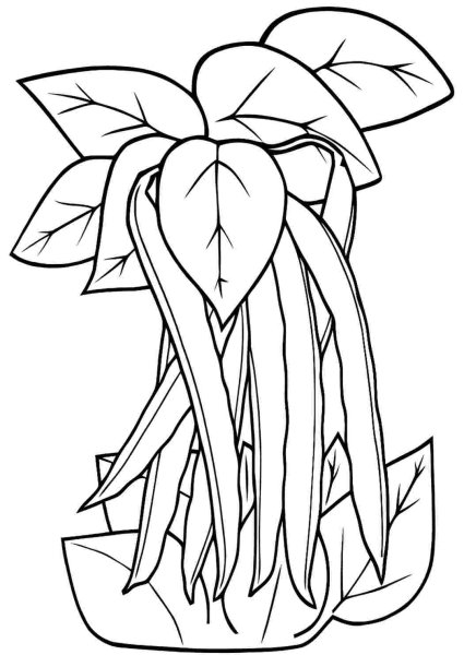 Африканские растения раскраска