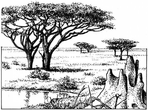 Саванна раскраска