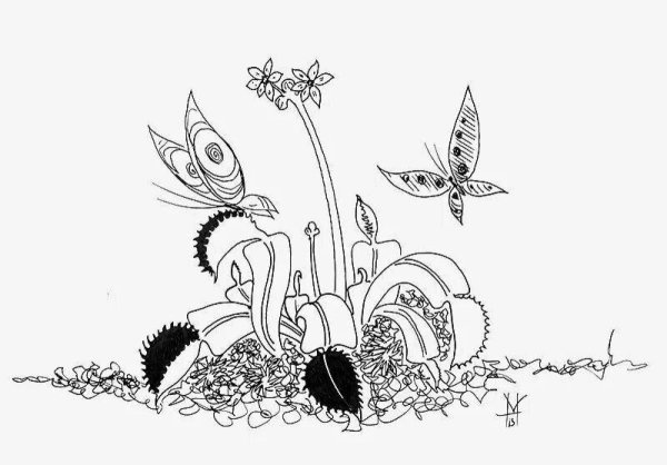 Венерина мухоловка растение раскраска