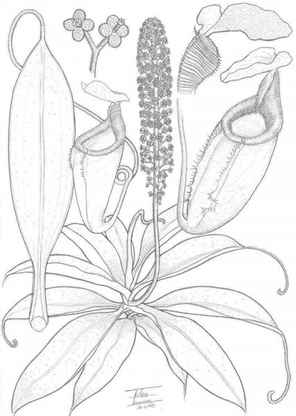 Растение хищник раскраска