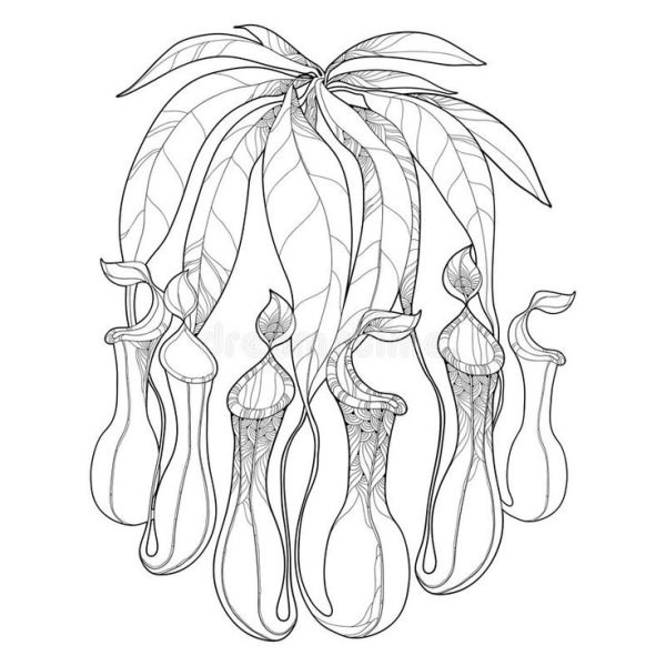 Непентес раскраска