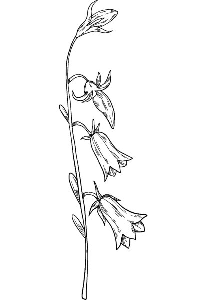 Колокольчик раскраска