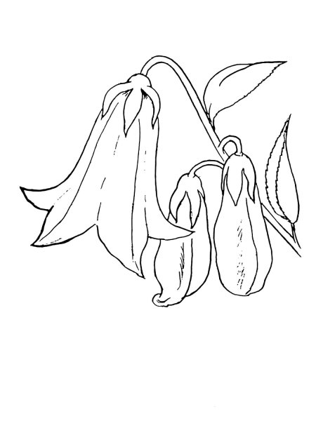 Колокольчик рисунок