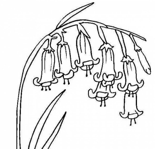 Раскраска колокольчик цветок