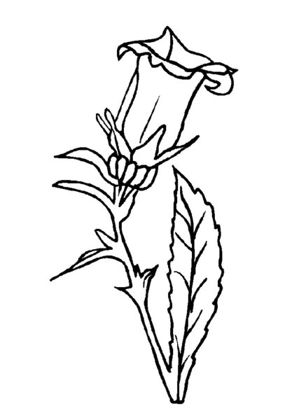 Колокольчик цветок раскраска для детей