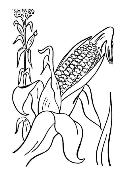 Кукуруза раскраска