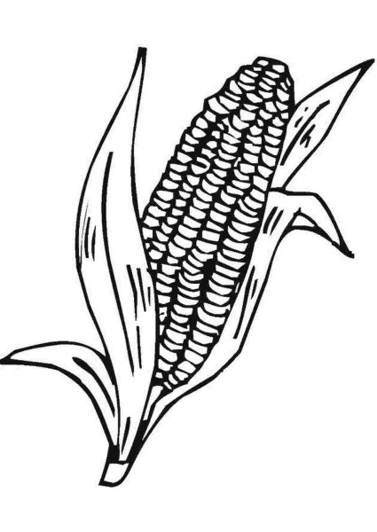 Кукуруза раскраска