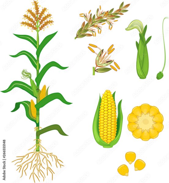 Морфология кукурузы